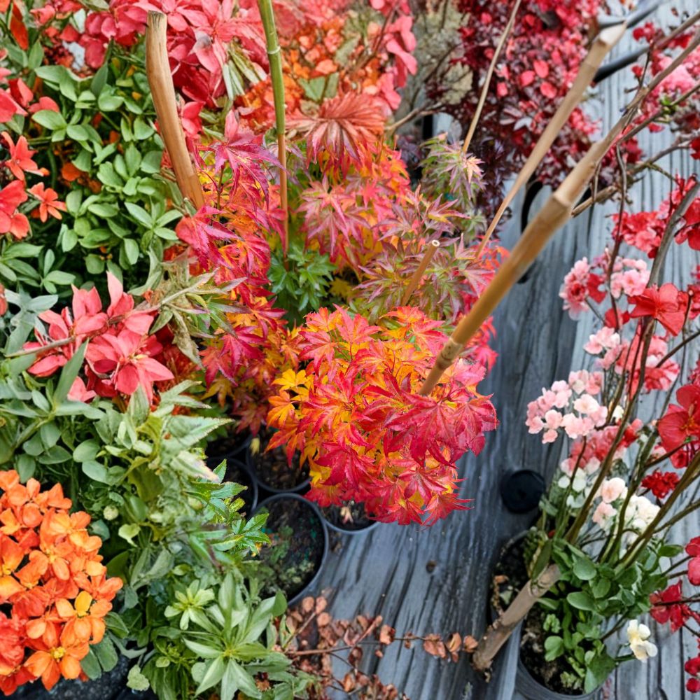 Acer palmatum 'Orange Dream' Live Japanese Maple | Ornamental Tree with Golden Yellow Foliage | #1 Container Grown