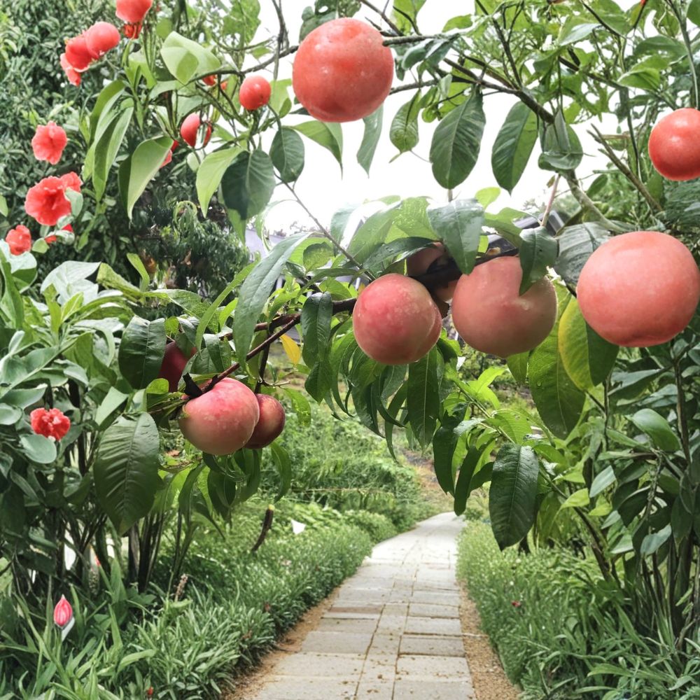 White Phoenix Peach Tree - Live Bare Root Fruit Tree | Sweet White Flesh | Prunus persica 'White Phoenix' | Mid Season Harvest