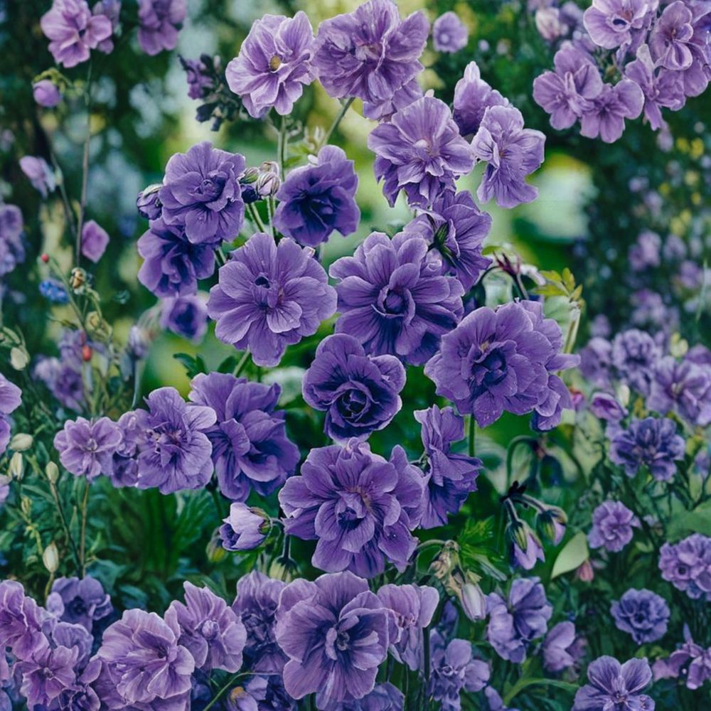 Double Purple Geranium Seeds - 10 Pack | Pelargonium Flower Seeds | Rich Violet Blooms for Garden & Container Plants
