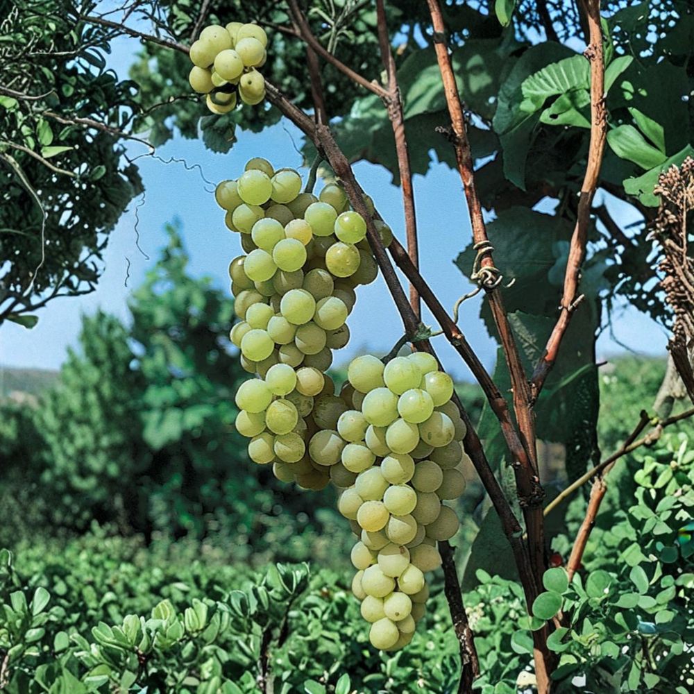 Early Muscat Grape Cuttings - 5 Live Vitis vinifera - Sweet Aromatic Table Grape Variety for Easy Home Propagation