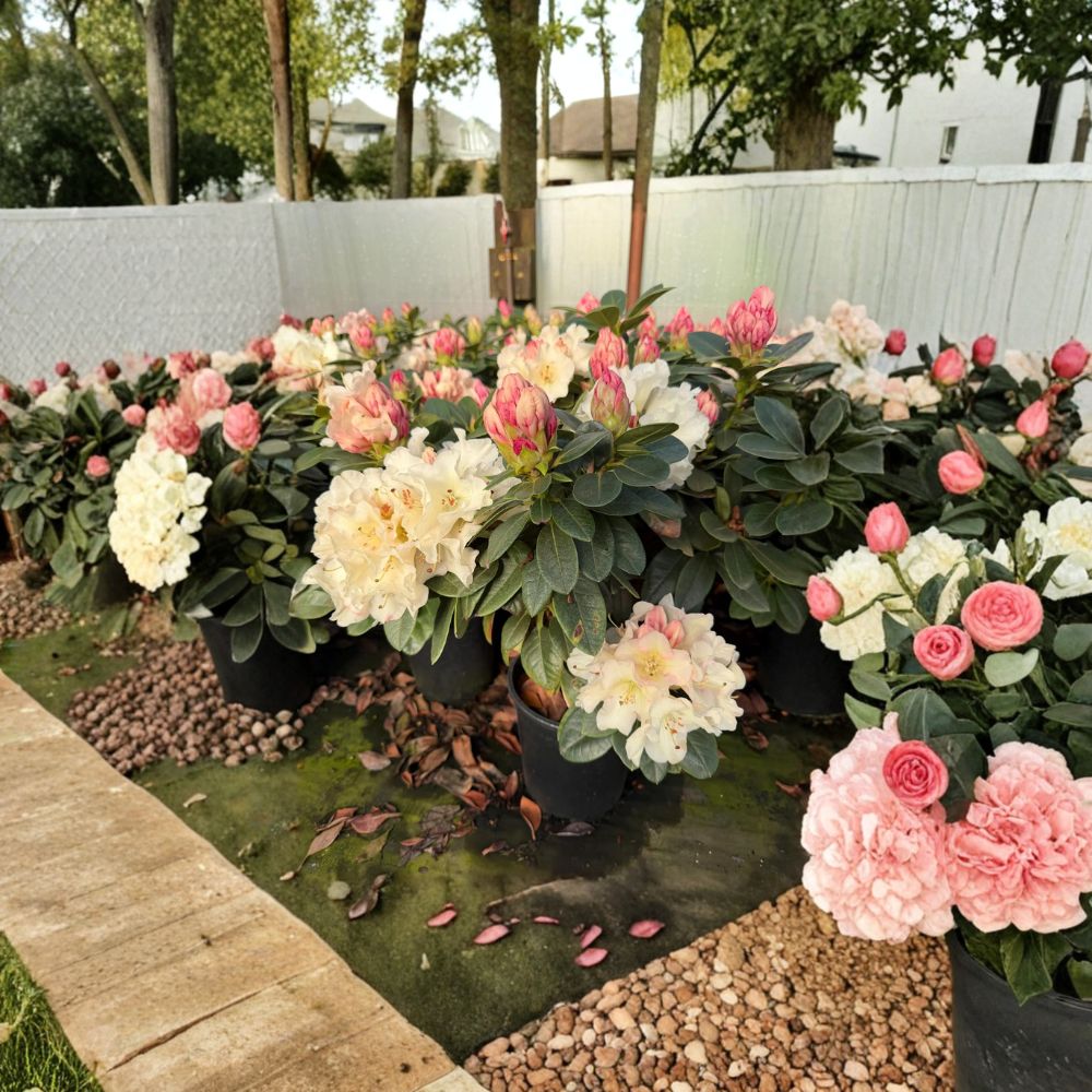 Evergreen Rhododendron Plant - 1 Gallon Container - Large White Blooms - Rhododendron ‘Unique’ - Cold Hardy Shrub