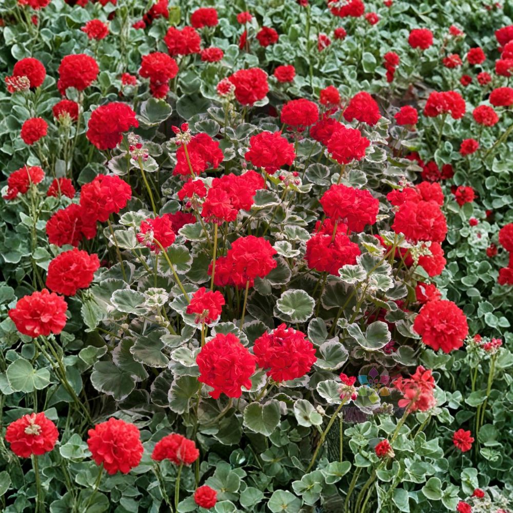 Wilhelm Langguth Geranium Seeds | 25+ Fancy Leaf Pelargonium Seeds | Variegated Foliage & Red Blooms | Pelargonium hortorum
