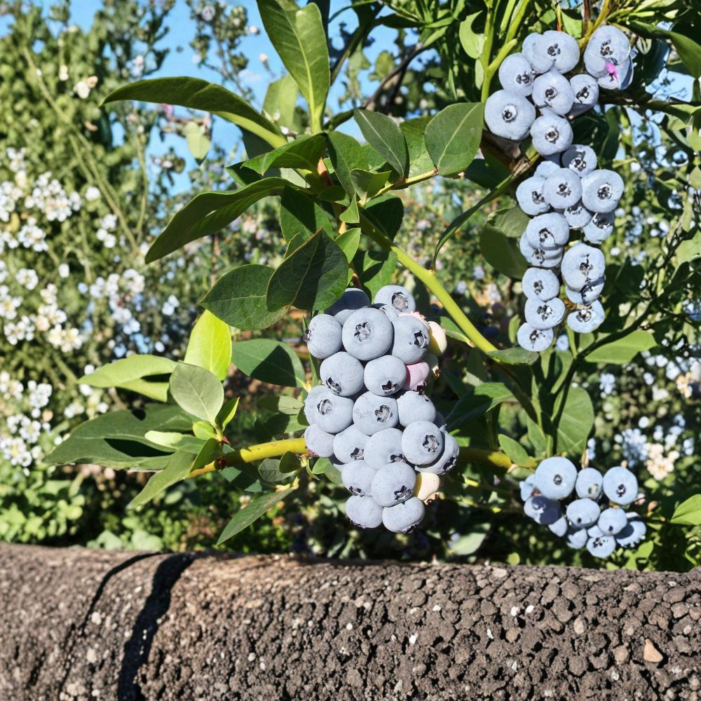 Polaris Blueberry Plant - Live Rooted Cold Hardy Blueberry Shrub - Vaccinium Species - Sweet Edible Berries for Zones 3–7