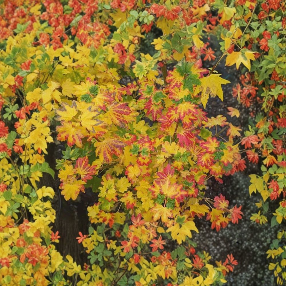 Dwarf Vine Maple Plant - Acer circinatum ‘Baby Buttons’ - Rare Compact Japanese Maple - #1 Container Grown