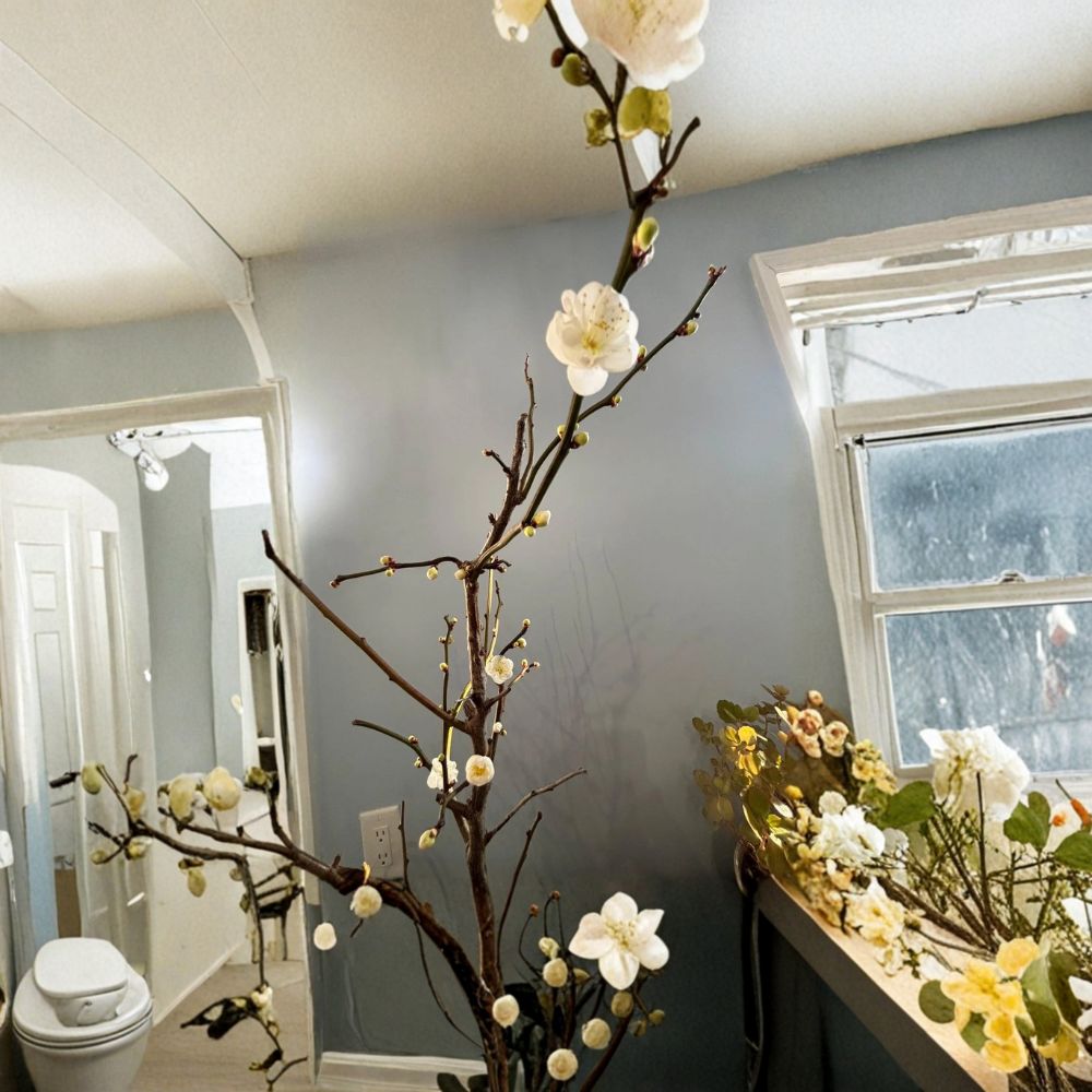 Ryūyū-bai Japanese Apricot Pre Bonsai Sapling | Twisted Dragon Branch Plum Tree | Prunus mume var. ‘Toridoshi’ | Bare Root