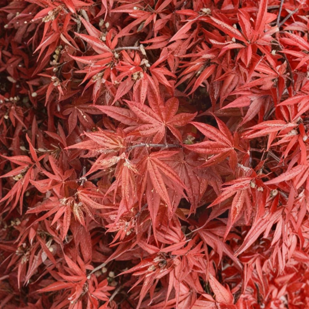 Acer palmatum ‘Rhode Island Red’ Dwarf Japanese Maple Tree | Red Ornamental | Container Grown #3