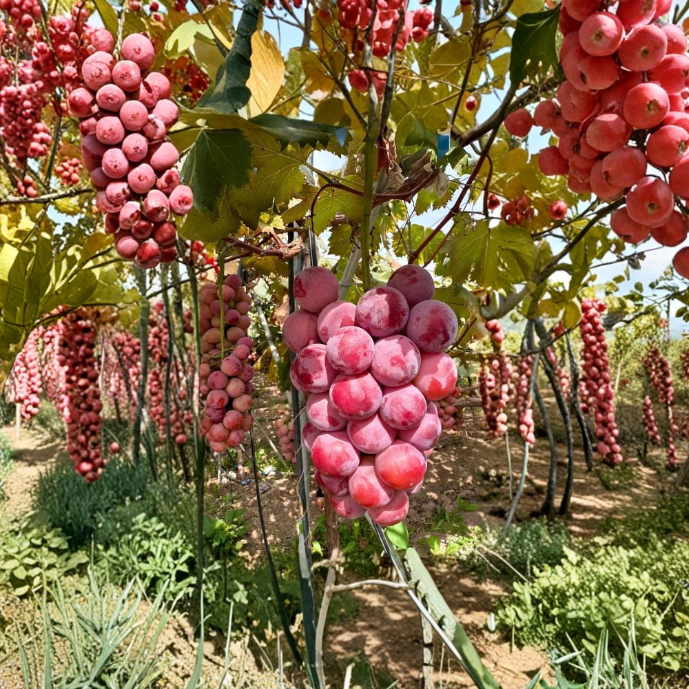 Nina Grape Vine - Bare Root Live Plant - Sweet Table Grape Variety - Vitis vinifera ‘Nina’ - Fast Growing Fruit Vine