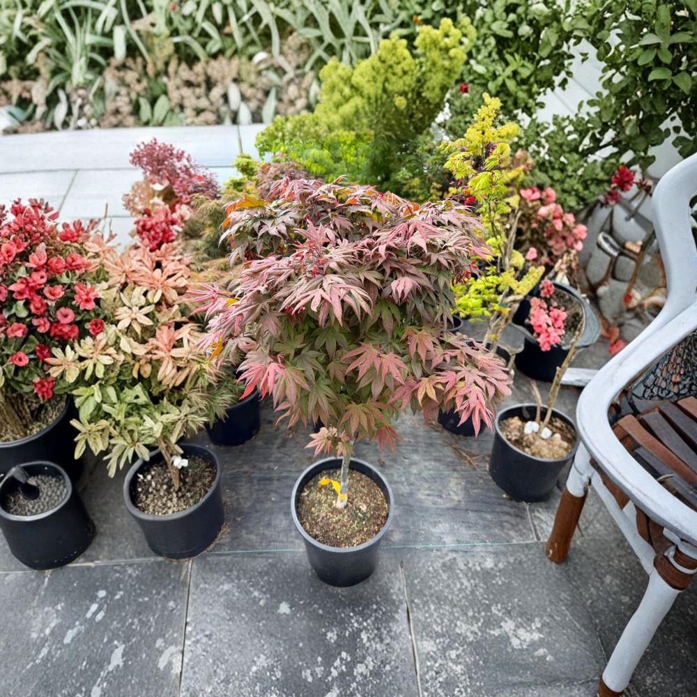 Dwarf Japanese Maple Tree - Acer palmatum ‘Englishtown’ - Compact Ornamental Red Maple - #5 Container Grown