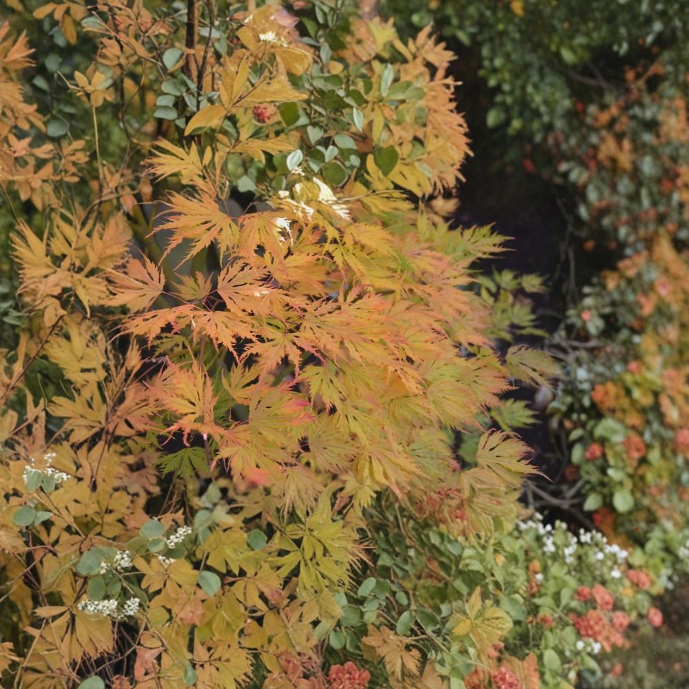 Acer palmatum ‘Sister Ghost’ Live Japanese Maple | #1 Container Grown | Rare Golden Fall Color Ornamental Tree