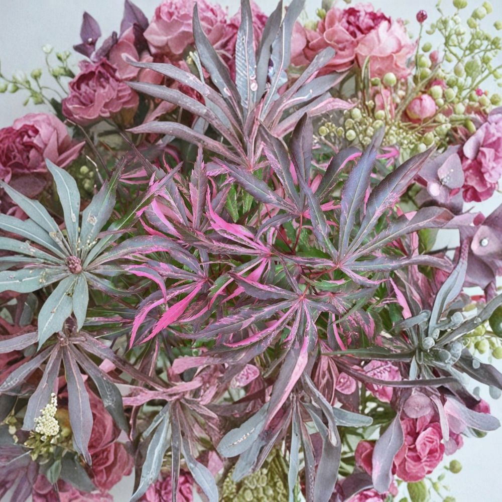 Acer palmatum ‘Lileeanne’s Jewel’ Live Japanese Maple | #1 Container Grown | Rare Variegated Red & Pink Ornamental Tree