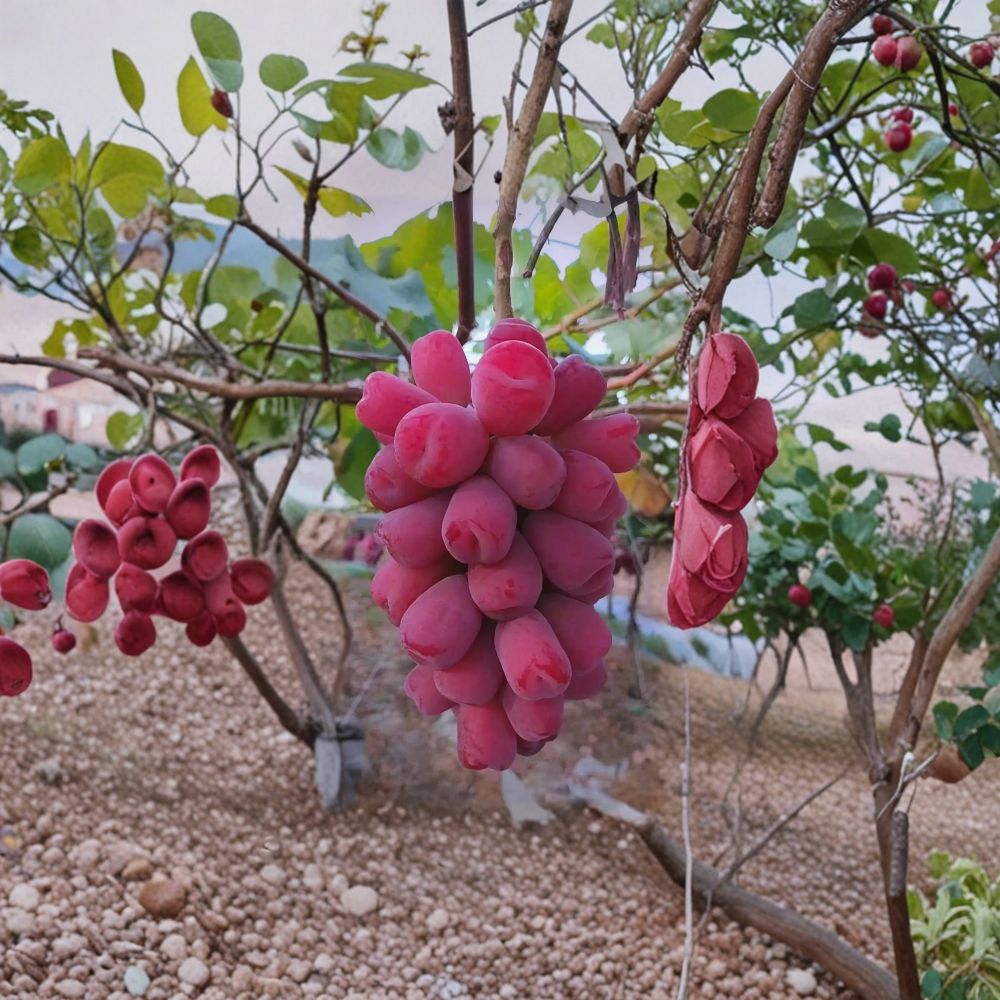 Roman Beauty Grape Vine – Live Grafted Bare Root Plant | Sweet Japanese Table Grape | Vitis vinifera ‘Roman Beauty’ | 16-18 Inch