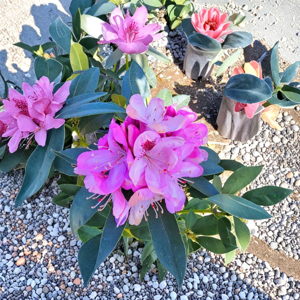 Rhododendron ‘Springtime’ Live Evergreen Shrub | Pink Blooms with Dark Blotch | Cold Hardy Flowering Plant | Rhododendron ‘Springtime’