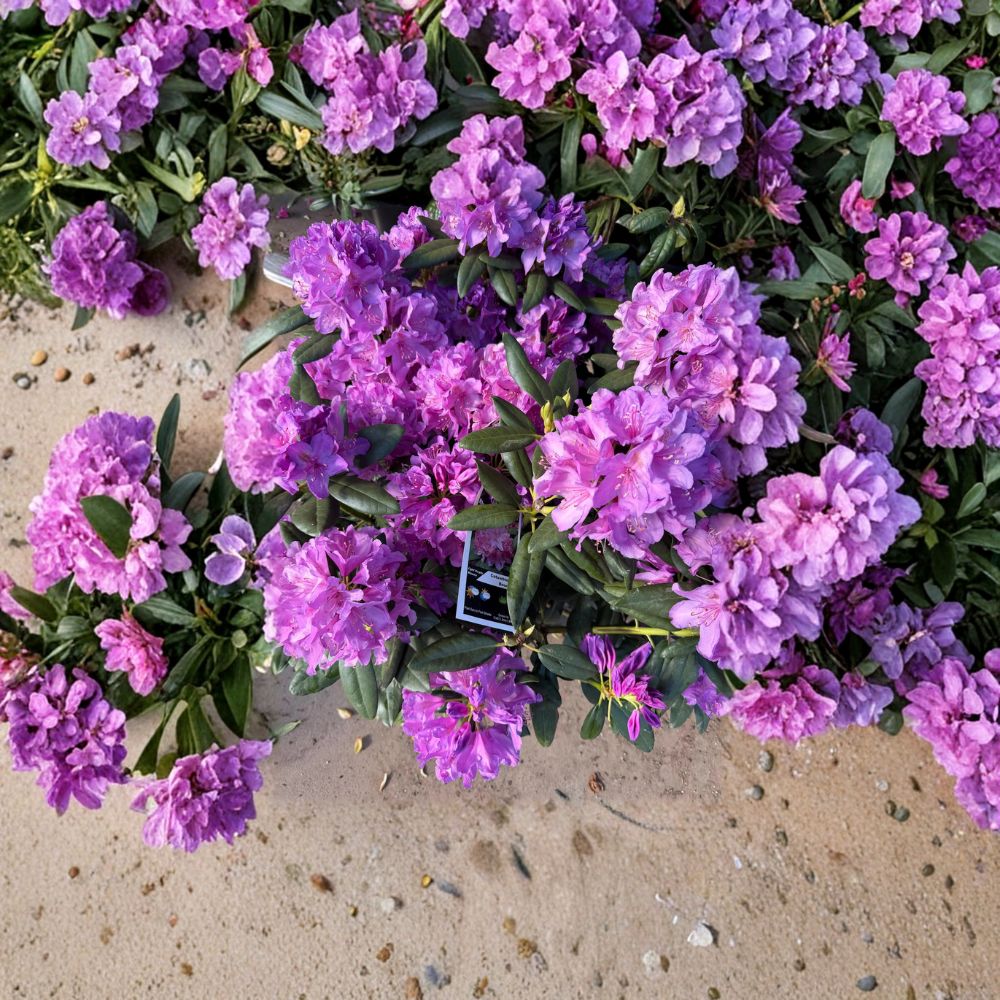 Rhododendron catawbiense ‘Boursault’ Live Evergreen Shrub | Lavender Pink Blooms | Hardy Landscape Plant | 12–15 Inches Wide