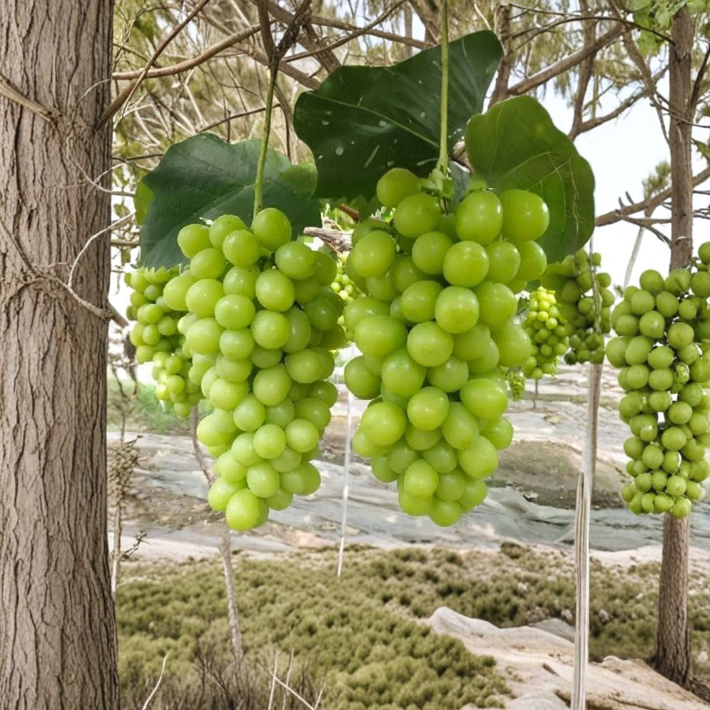 Shine Muscat Grape Vine - Live Grafted Bare Root Plant | Sweet Japanese Table Grape | Vitis vinifera ‘Shine Muscat’