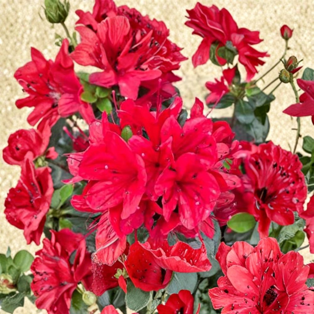 Azalea Plant | #1 Container | Bright Orange Blooms | Rhododendron ‘Hino Sunrise’ | Semi-Evergreen Compact Shrub