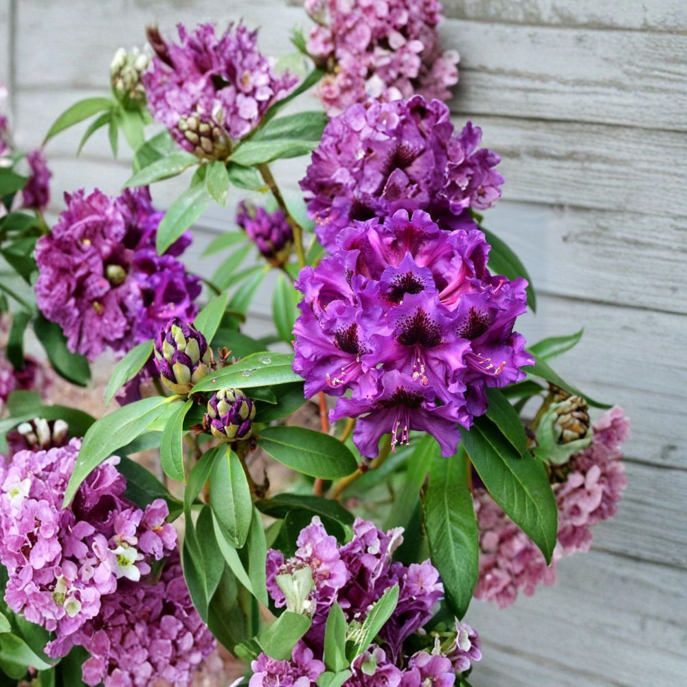 Rhododendron ‘Purple Splendour’ Live Evergreen Shrub | Dark Purple Blooms | Hardy Landscape Plant | Rhododendron ‘Purple Splendour’