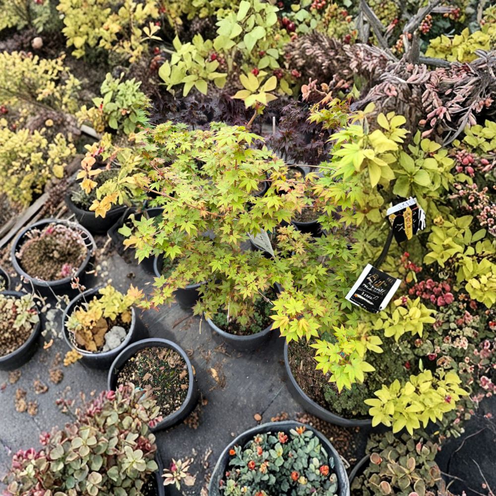 Acer palmatum ‘Dragon King’ – Rare Dwarf Weeping Japanese Maple Tree | Collector Red Maple | 20-30 Inch Live Plant in #5 Container