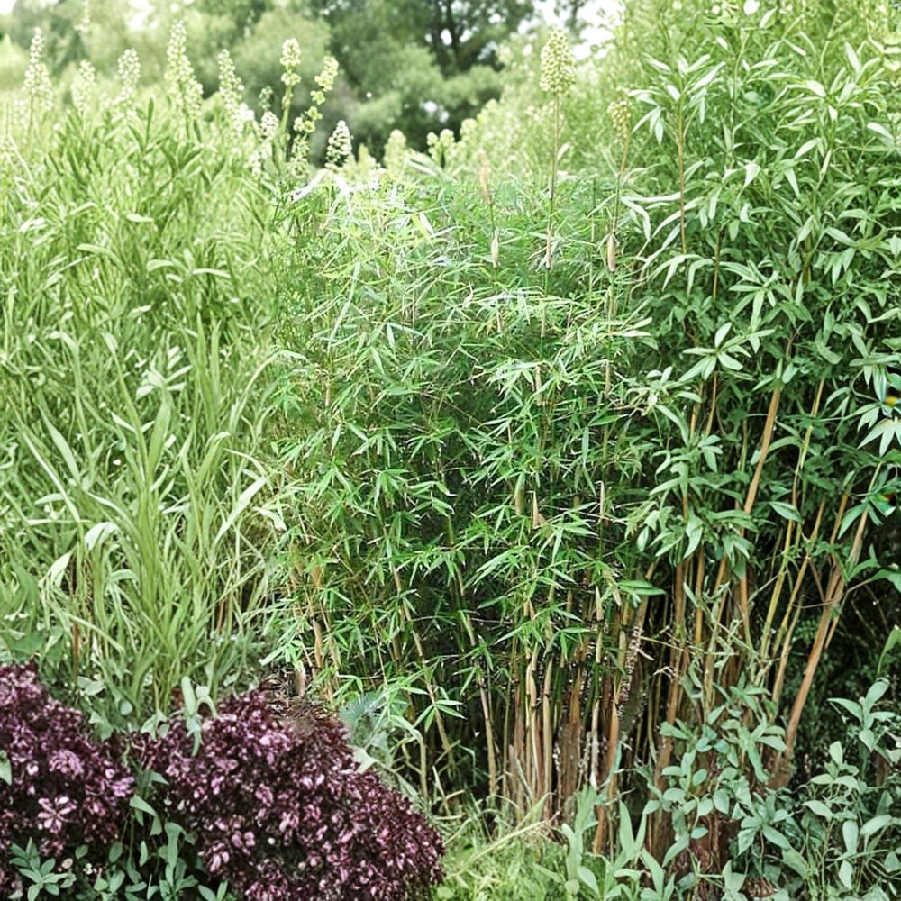 Fargesia Scabrida Bamboo Plant - 1 Gallon Pot - Non-Invasive Clumping Evergreen Bamboo - Cold Hardy Landscape Plant