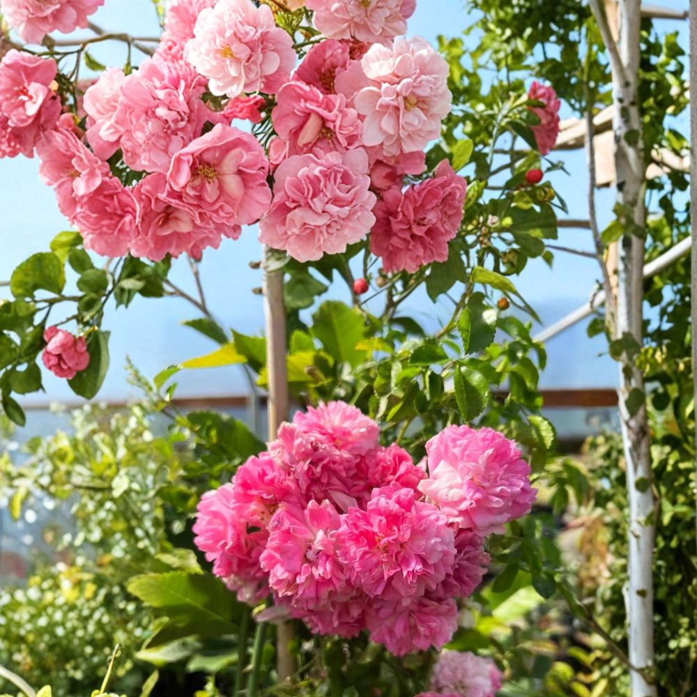 Seven Sisters Rose Plant | Live Climbing Rose in Pot | Fragrant Pink Blooms | Rosa multiflora ‘Seven Sisters’