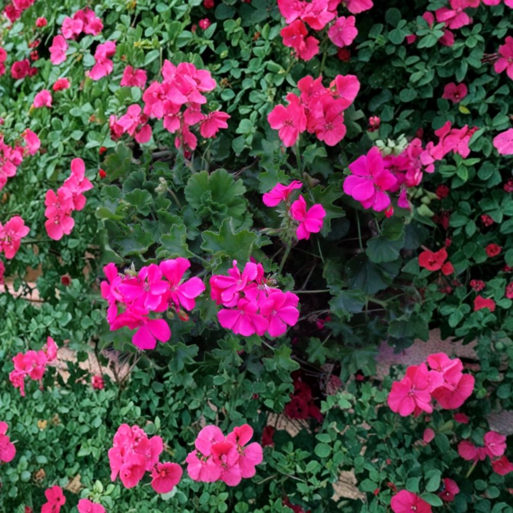 Bright Pink Ivy Geranium Cuttings - 3 Live 6 Inch Unrooted Cuttings - Pelargonium peltatum - Trailing Salmon Pink Blooms