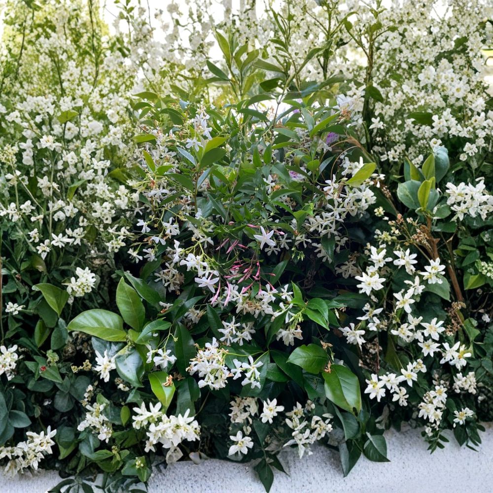Star & Pink Jasmine Cuttings Combo – 21 Organic Live Vines | Trachelospermum jasminoides & Jasminum polyanthum | Fragrant & Pollinator Friendly