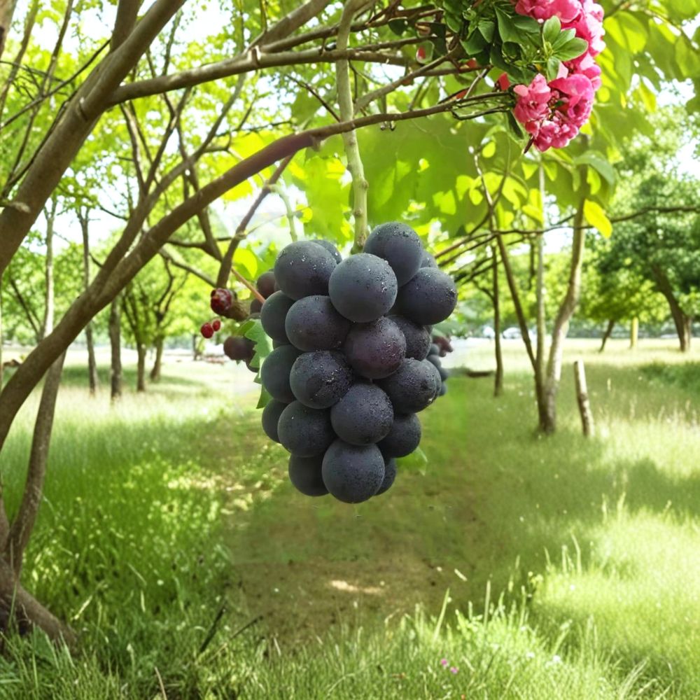 Fujiminori Grape Vine - Live Grafted Bare Root Plant | Japanese Giant Table Grape | Vitis vinifera ‘Fujiminori’ | 16-20 Inch