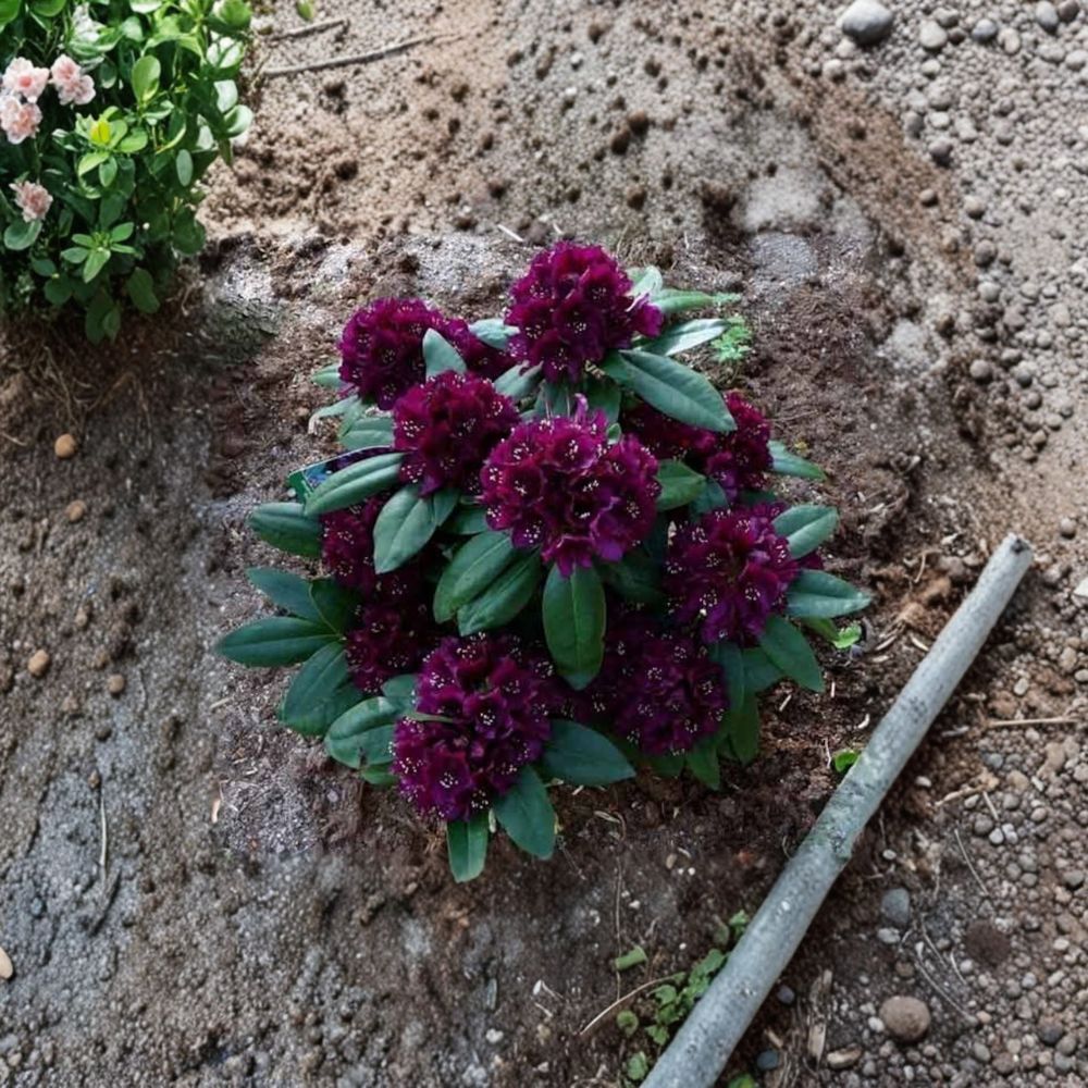 Rhododendron Live Evergreen Shrub | Compact Deep Purple Blooms | Rhododendron ‘Polarnacht’ | Cold Hardy 15-18 Inches Wide