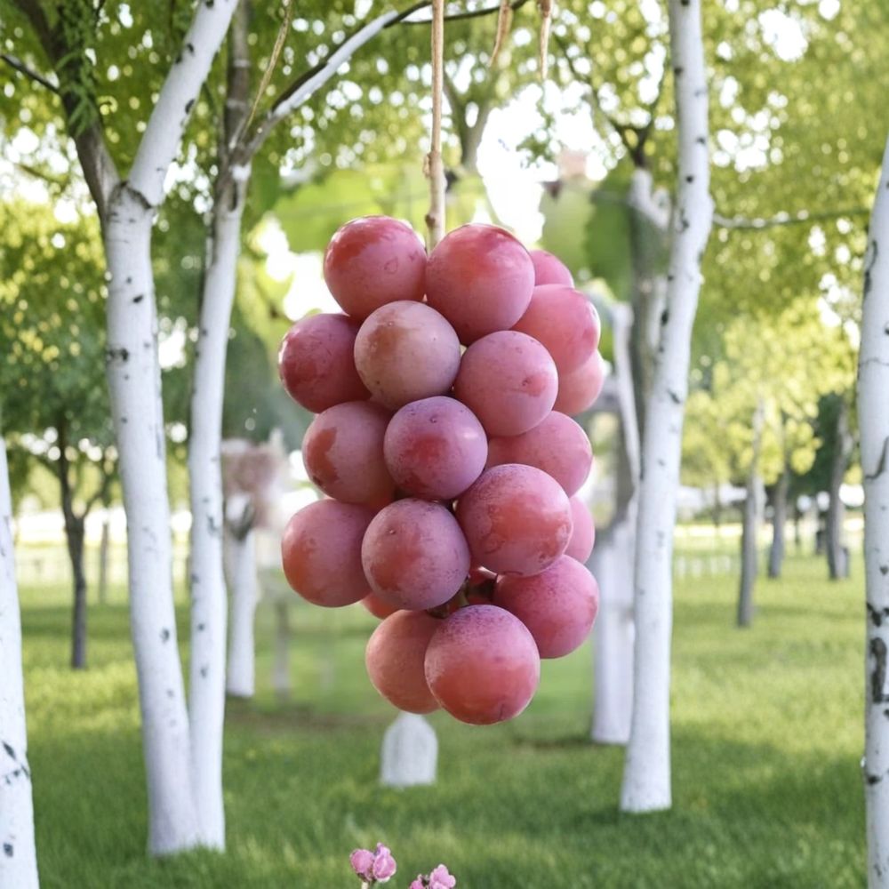 Queen Nina Grape Vine - Live Grafted Bare Root Plant | Japanese Sweet Table Grape | Vitis vinifera ‘Queen Nina’ | 16-18 Inch