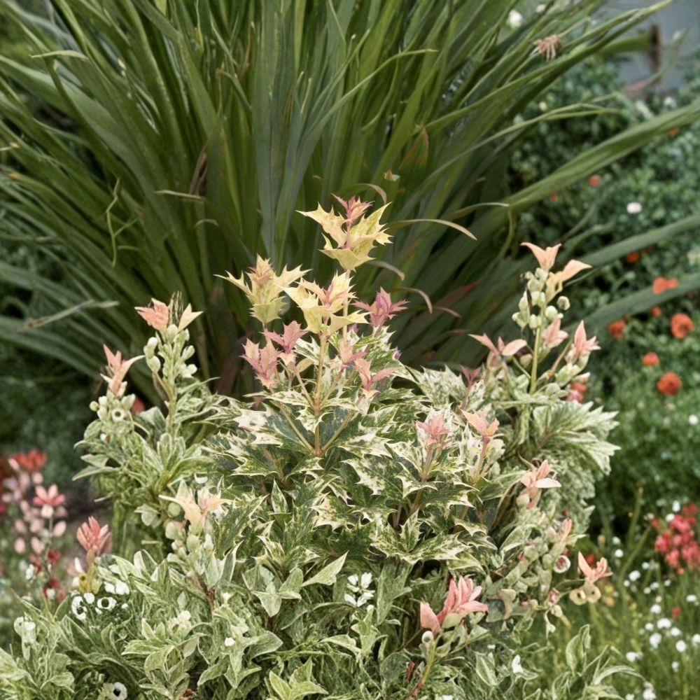 Osmanthus heterophyllus ‘Goshiki’ Live Evergreen Shrub | Variegated Five Color False Holly | #1 Container Grown