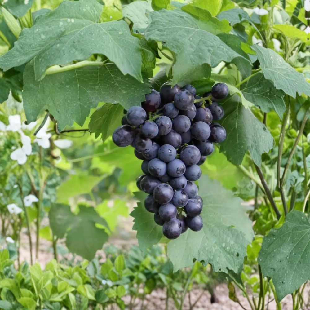 Summer Black Seedless Grape Vine - 16-20 Inch Live Bare Root Plant - Sweet Seedless Black Grapes - Vitis vinifera ‘Summer Black’
