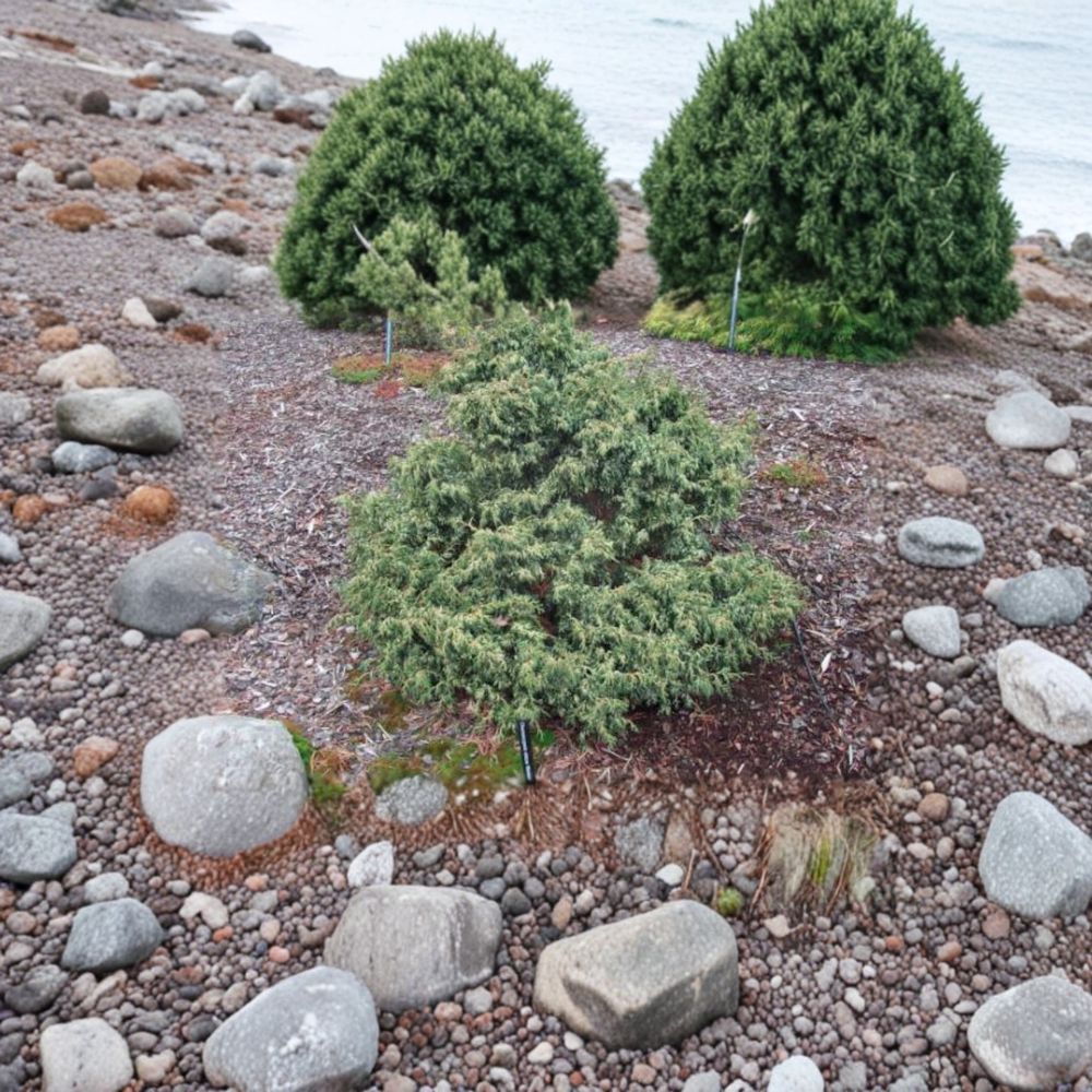 Dwarf Hinoki Cypress Plant - Variegated Evergreen - Chamaecyparis obtusa ‘Mariesii’ - #1 Container Grown - Fairy Garden Essential