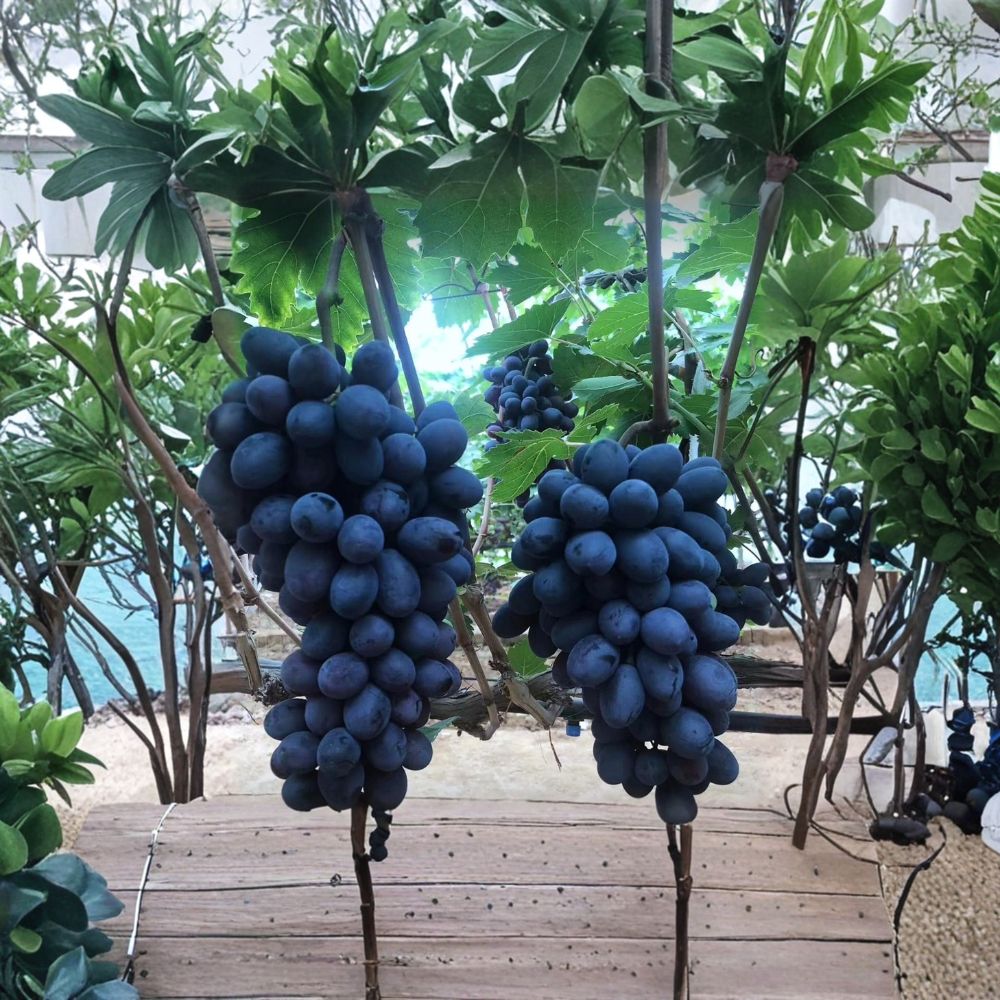 Purple Sweet Seedless Grape Vine - Live Grafted Bare Root Plant | Vitis vinifera 'Purple Sweet Seedless' | Table Grape Variety