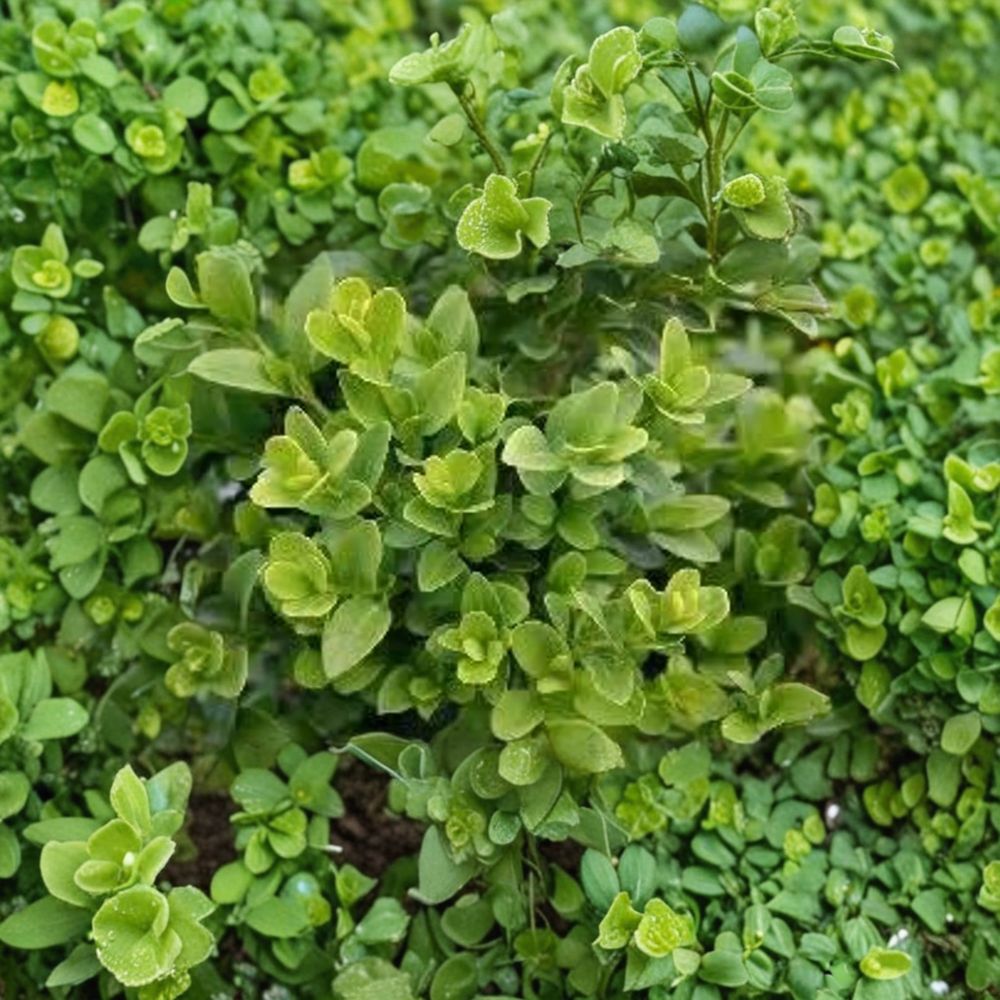 Buxus 'Green Velvet' Live Boxwood Shrub | #2 Container Grown Evergreen Hedge Plant | Hardy Landscape Shrub