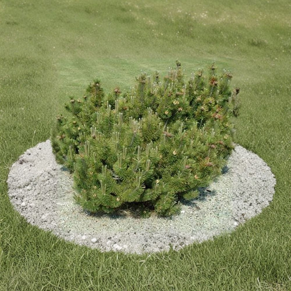 Dwarf Mugo Pine Plant #2 Container Grown | Pinus mugo ‘Pumilio’ | Hardy Evergreen Shrub | Compact Mountain Pine