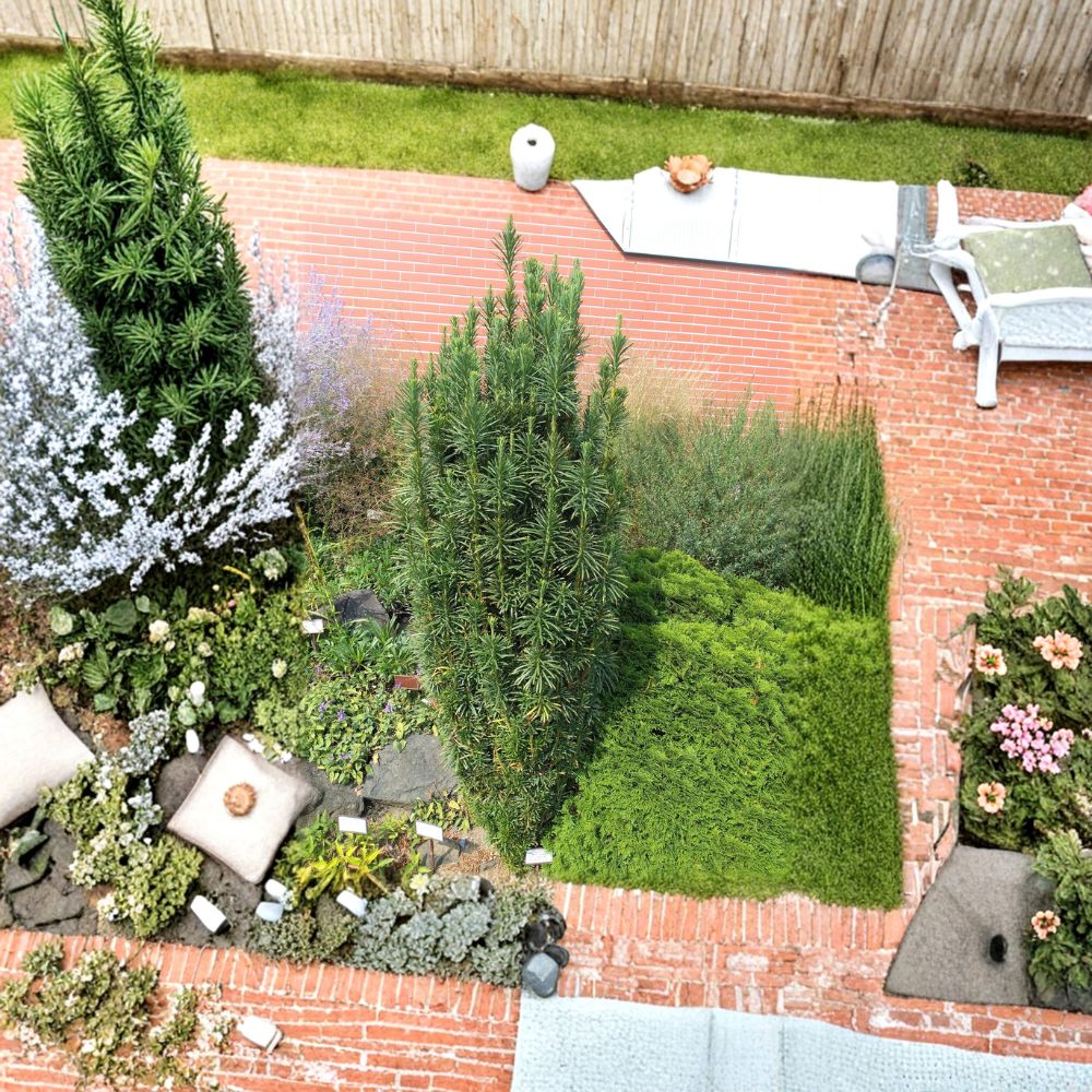 Columnar Plum Yew Fastigiata - Live Evergreen Shrub in 4 Inch Pot - Deer Resistant Landscape Plant - Cephalotaxus harringtonia