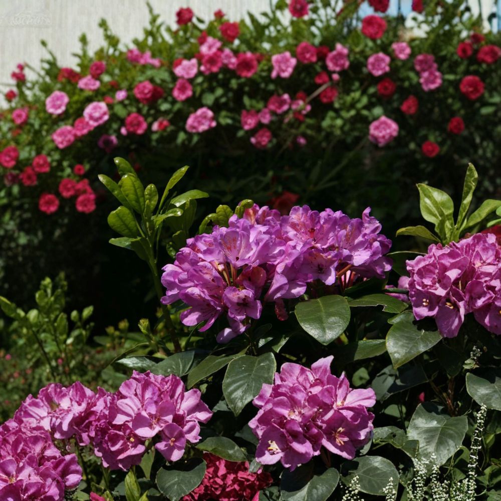 Rhododendron ‘Daphnoides’ Live Evergreen Shrub | Purple Blooming Landscape Plant | Cold Hardy | #2 Container Grown