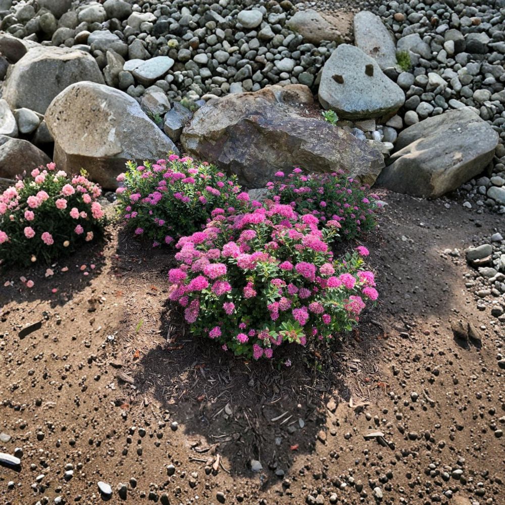Poprocks® Petite Spirea Shrub - Reblooming Pink Flowers - Spiraea japonica ‘Odessa’ - #3 Container Grown Plant