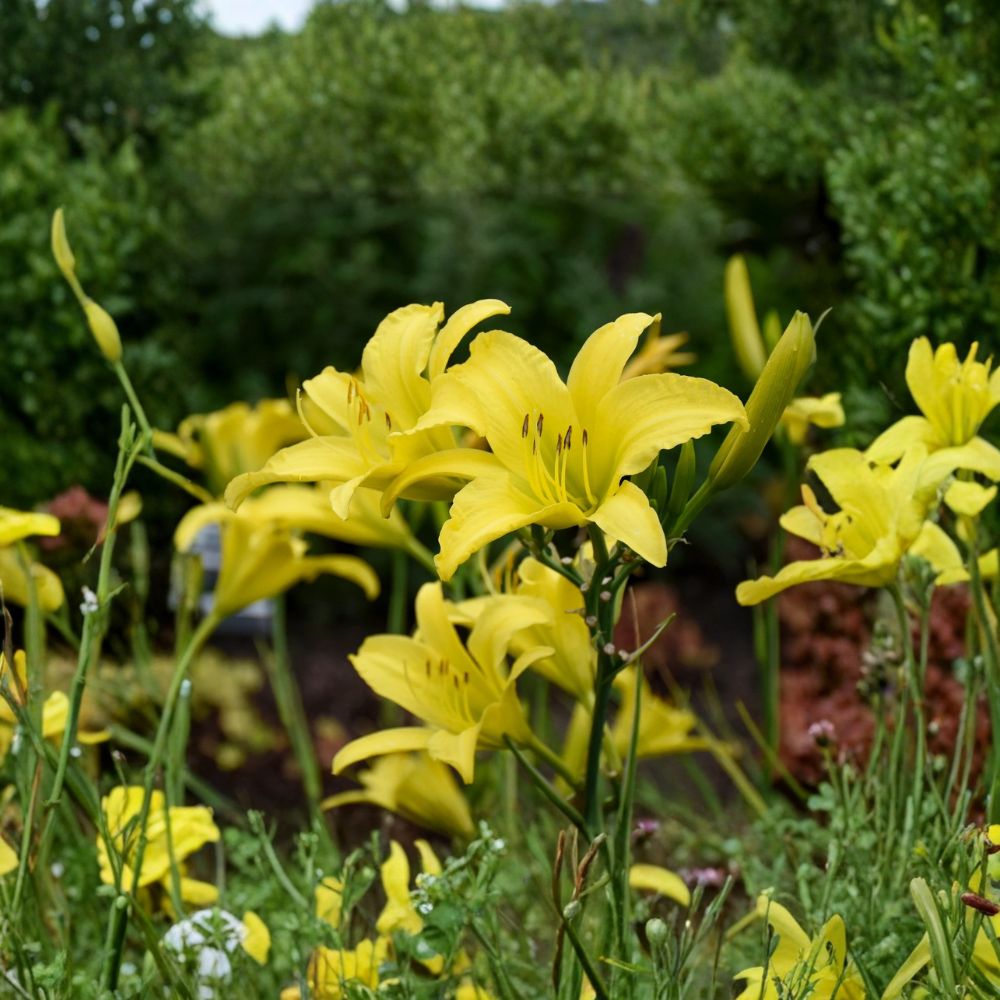 Hyperion Daylily - 3 Live Bare Root Plants - Fragrant Yellow Hemerocallis - Hardy Perennial Flower - Award Winning Garden Plant