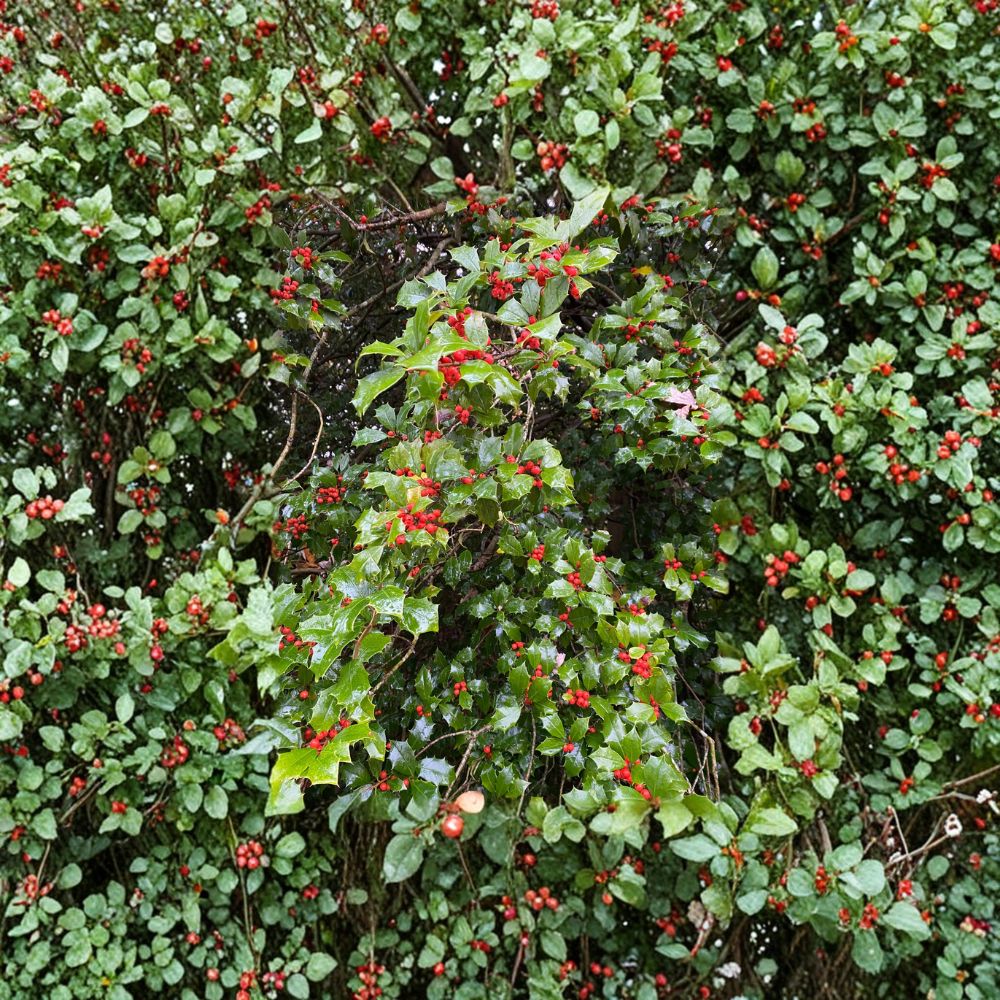 Old Heavy Berry American Holly Quart Pot Plant | Female Ilex opaca with Red Berries | Cold Hardy Evergreen Shrub