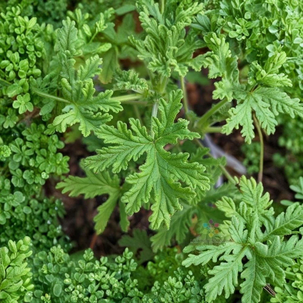 Citrosa Geranium Seeds - 25+ Lemon Scented Mosquito Plant Pelargonium - Easy to Grow, Patio Friendly, Aromatic Foliage