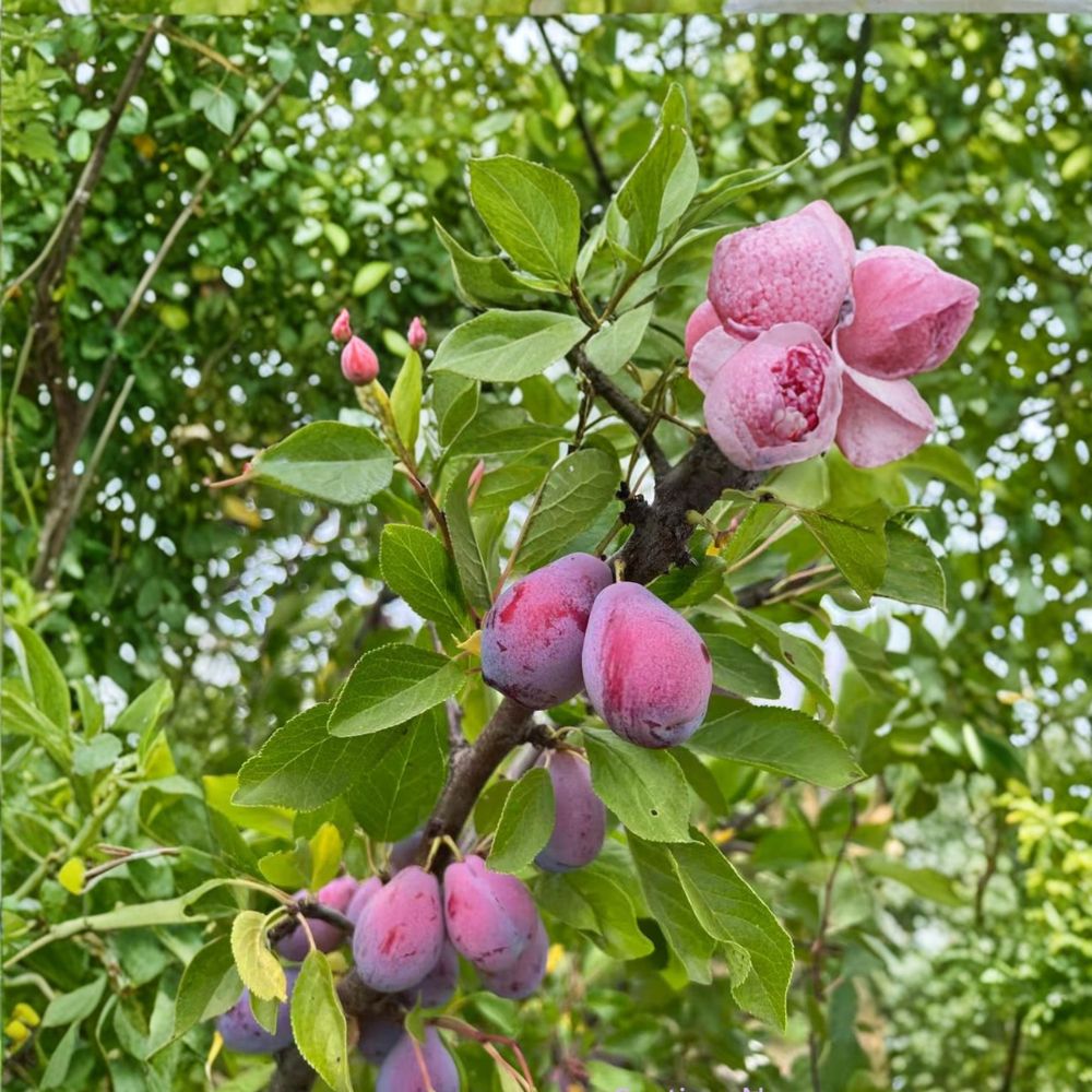French Improved Prune Tree | 3 Feet | Self-Fertile Sweet European Plum | Prunus domestica | Live Fruit Tree in Nursery Pot