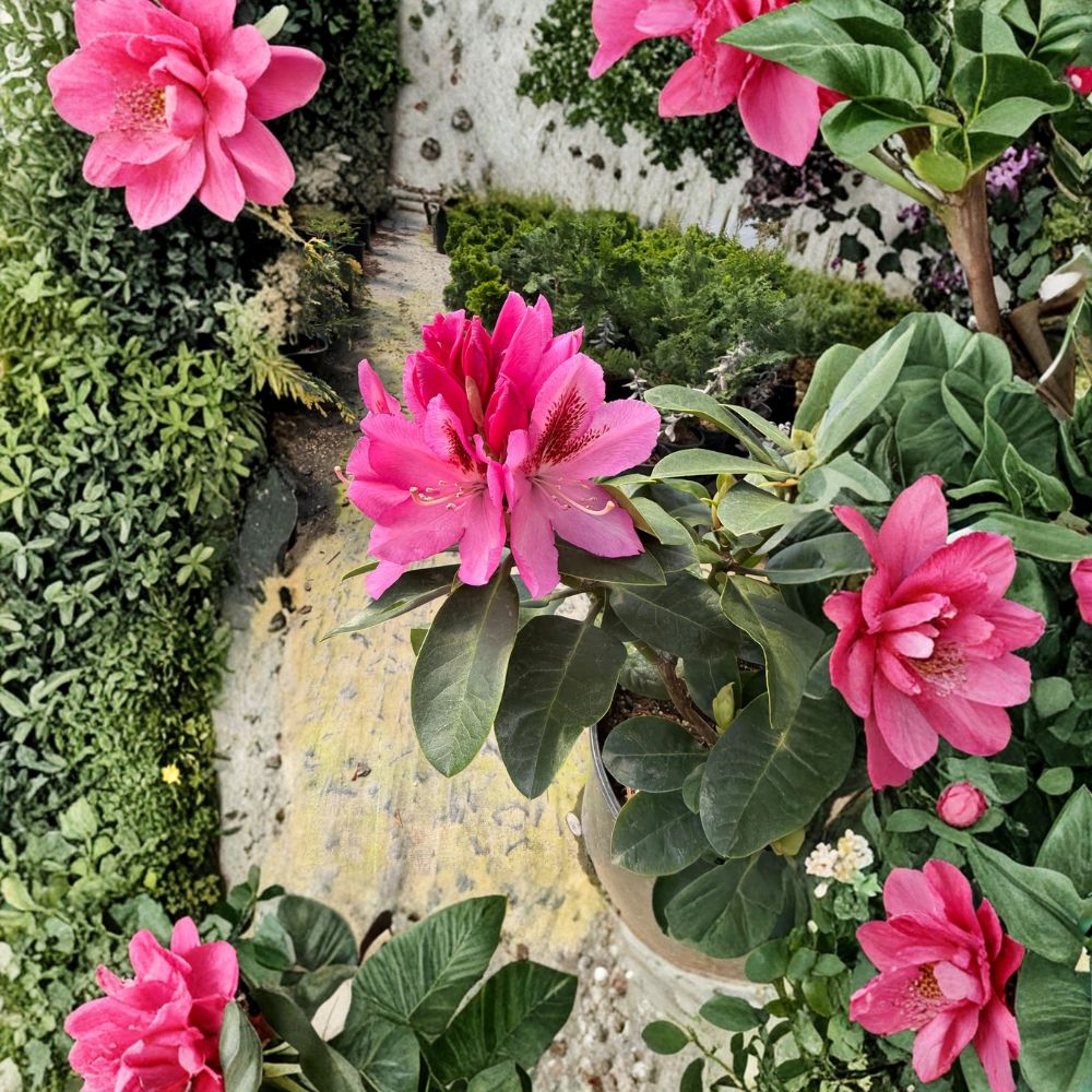 Rhododendron ‘Todmorden’ Plant | #3 Container | Large Pink Blooms | Evergreen Shrub | Cold Hardy | Rhododendron ‘Todmorden’