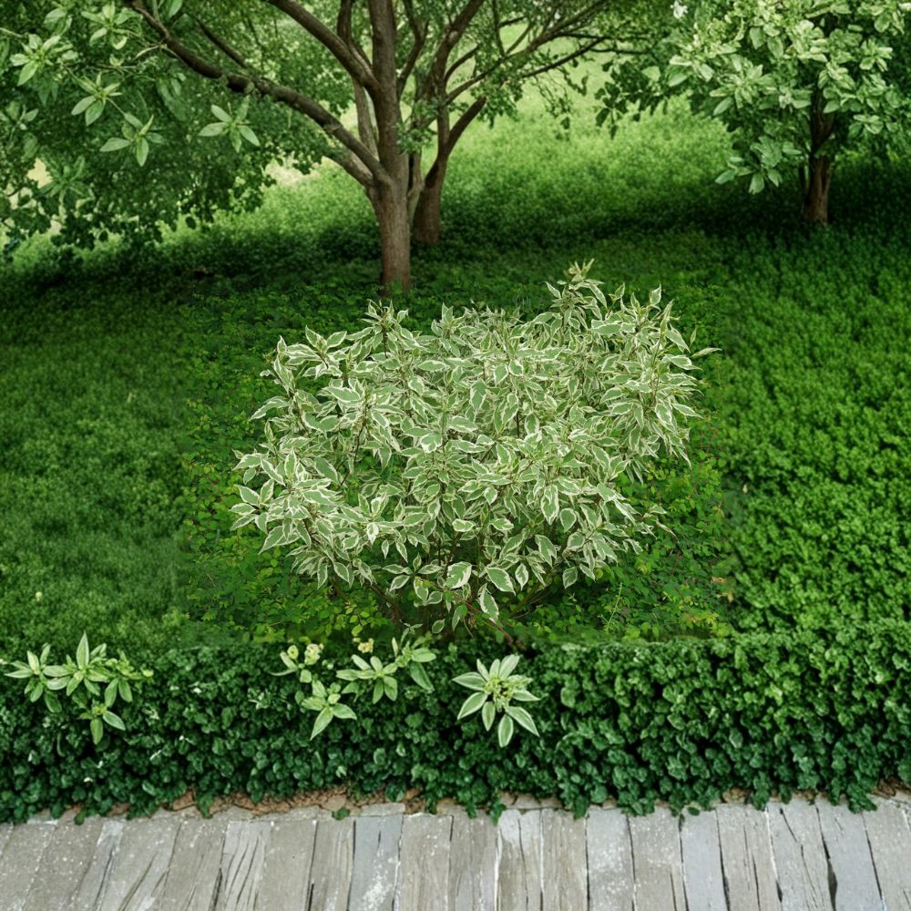 Elegantissima Red Twig Dogwood Plant | 4 Inch Pot | Variegated Shrub with Red Stems | Cornus alba ‘Elegantissima’