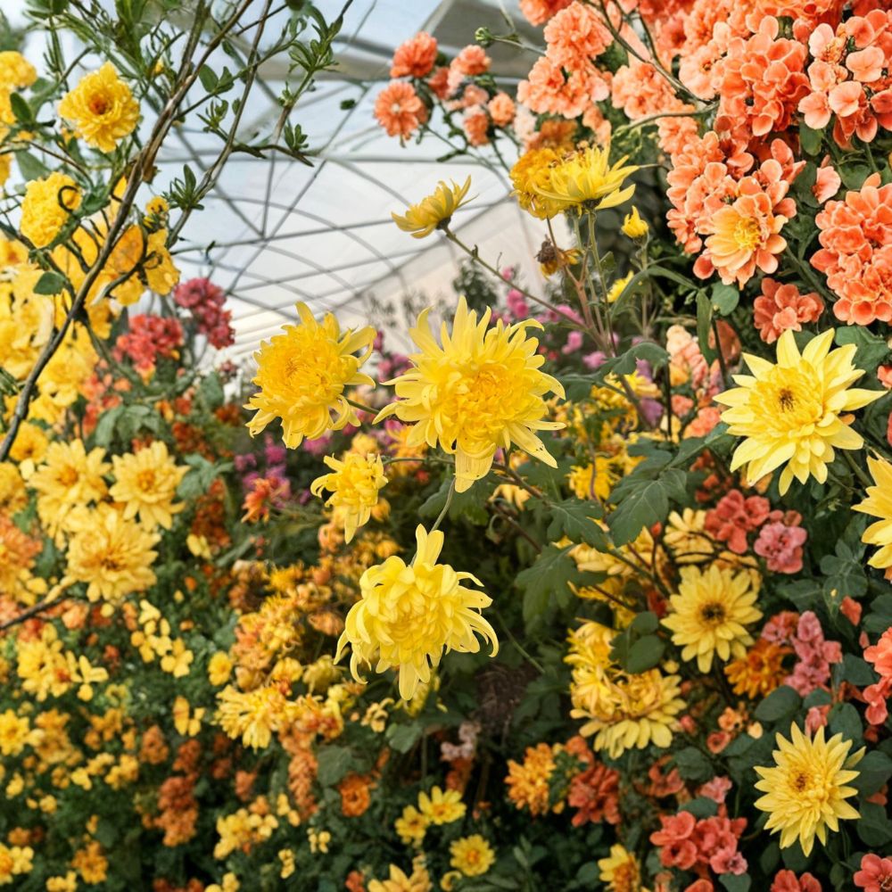 Yellow Ball Mum Plants 2 Pack - Large Flowering Perennial Chrysanthemum morifolium - Bright Golden Yellow Blooms