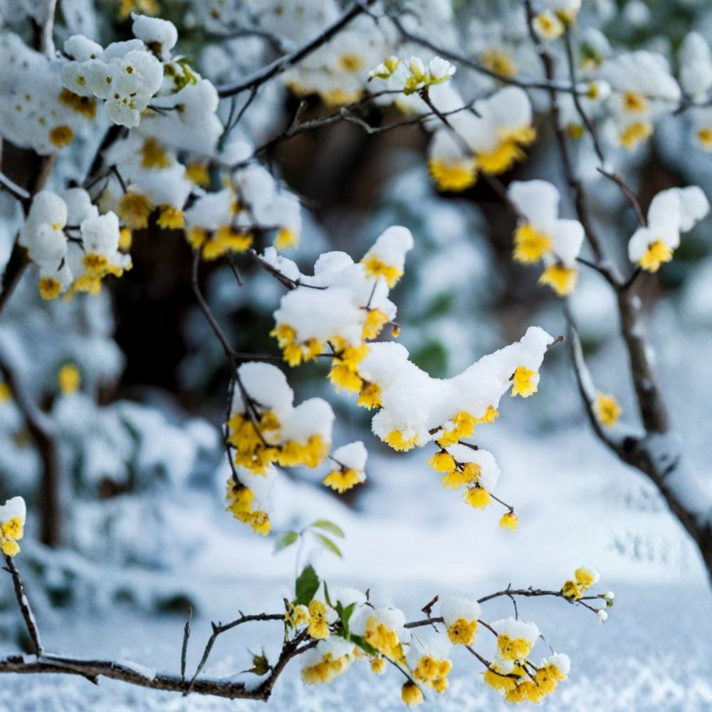 Wintersweet Tree Live Plant | Fragrant Japanese Allspice | Chimonanthus praecox | Winter Blooming Shrub in Nursery Pot
