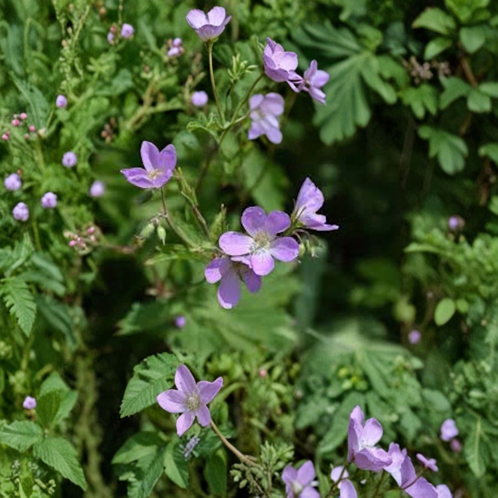 Wild Geranium Bare Roots 10 Pack | Native Shade Perennial | Geranium maculatum | Woodland Wildflower