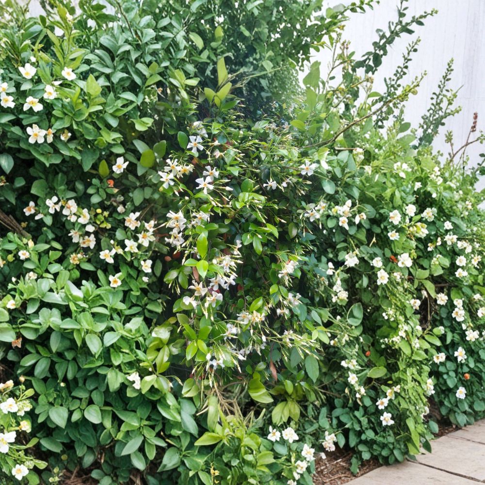 Asian Star Jasmine Live Plants Lot of 10 Vines Trachelospermum asiaticum Fragrant Evergreen Ground Cover or Climbing Vine