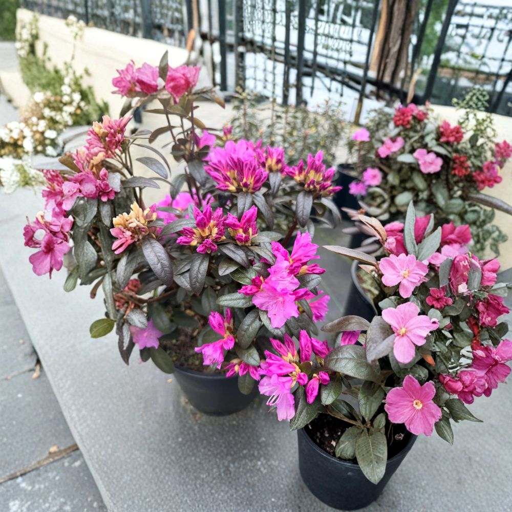 Rhododendron ‘Checkmate’ Live Shrub | Compact Lavender Pink PJM | Evergreen Flowering Plant | Container Grown