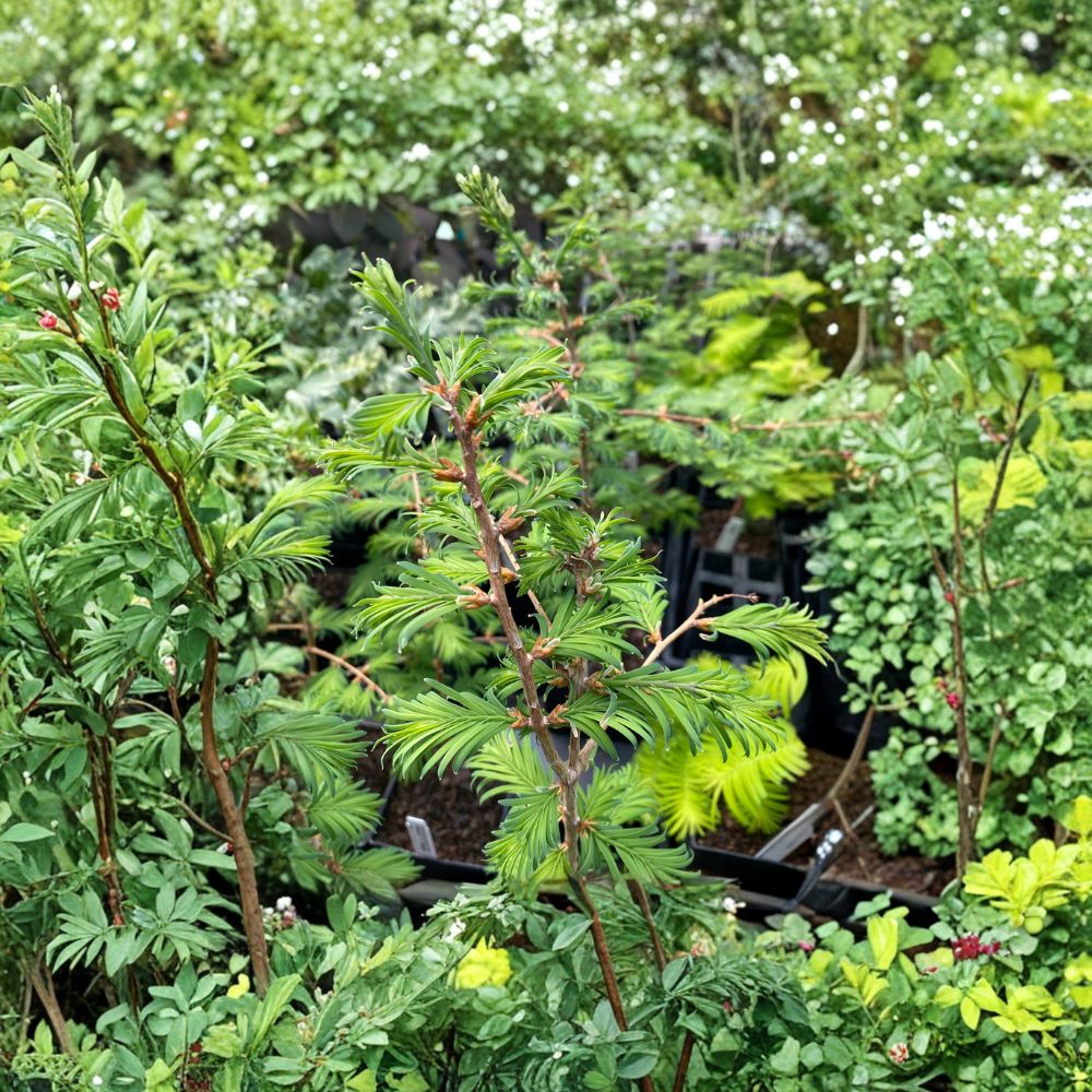 Hamlet's Broom Dawn Redwood - 8 Inch Grafted Dwarf Conifer Tree - Metasequoia glyptostroboides - Unique Landscape Plant