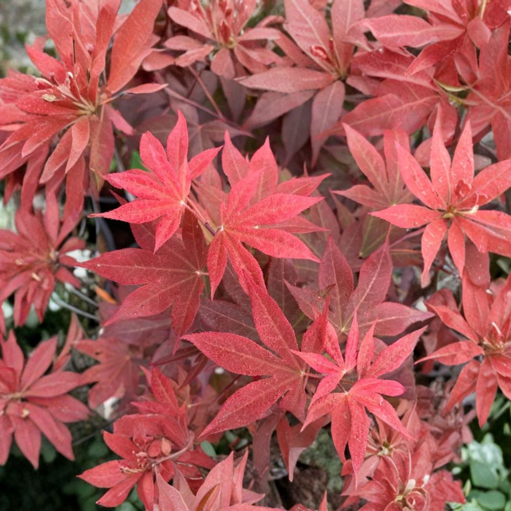 Acer palmatum 'Red Baron' Live Japanese Maple | #1 Container Grown Tree | Burgundy Foliage | Ornamental Landscape Plant